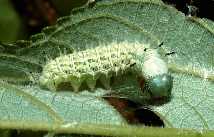 Fig. 4. Larva en penúltimo estadio de <i>Hypanartia godmanii </i></i>(Nymphalidae). Area de Conservación Guanacaste, Sector Cacao, Sendero Derrumbe, elevación 1220mt. (03-SRNP-3945-DHJ72906.jpg).
