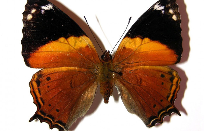 Fig. 2. Vista dorsal, adulto de <i>Hypanartia godmanii</i></i> (Nymphalidae). Area de Conservación Guanacaste, Sector Cacao, Sendero Derrumbe, elevación 1120mt. (04-SRNP-35457-DHJ98640).