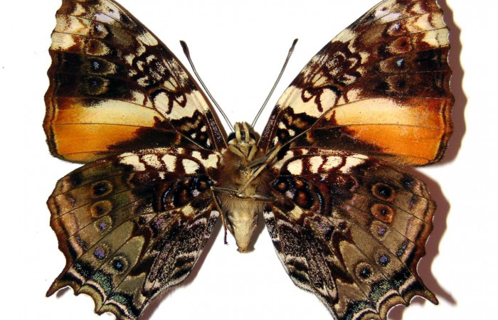 Fig. 3. Vista ventral, adulto de <i>Hypanartia godmanii</i></i> (Nymphalidae). Area de Conservación Guanacaste, Sector Cacao, Sendero Derrumbe, elevación 1120mt. (04-SRNP-35457-DHJ98641).