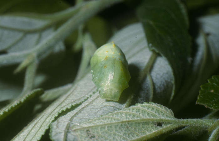 Fig. 10. Pupa de <i>Hypanartia godmanii</i></i> (Nymphalidae). Area de Conservación Guanacaste, Sector Cacao, Sendero Derrumbe, elevación 1220mt. (04-SRNP-35869-DHJ86870.jpg).