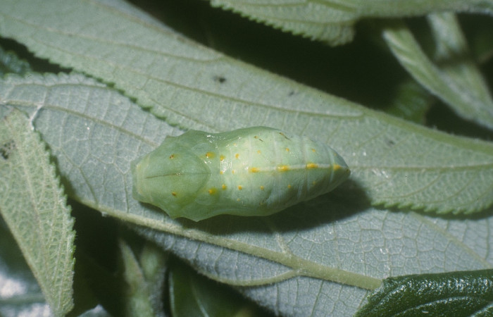 Fig. 9.  Posición dorsal de pupa <i>Hypanartia godmanii</i></i> (Nymphalidae). Area de Conservación Guanacaste, Sector Cacao, Sendero Derrumbe, elevación 1120mt. (04-SRNP-35869-DHJ86873.jpg).