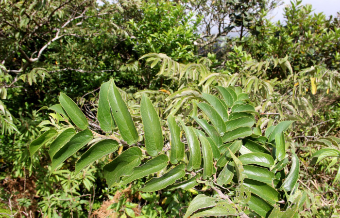 Fig. 12.  Area de Conservacion Guanacaste, Sector Cacao Sendero ponderosa, elevación1060mt planta hospedera de <i>Hypanartia godmanii</i></i> <i>Trema micrantha</i></i> de la familia Cannabaceae, foto26.JMP 11/26/2018