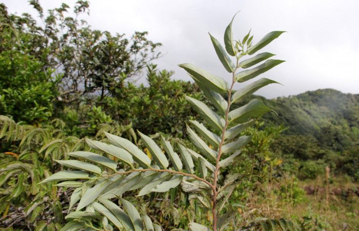 Fig. 13.  Area de Conservación Guanacaste, Sector Cacao Sendero ponderosa, elevación1060mt planta hospedera de <i>Hypanartia godmanii</i></i> </i>Trema micrantha</i> de la familia Cannabaceae, foto26.JMP 11/27/2018