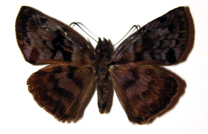 Figura 7. Adulto <i>Ebrietas anacreon</i></i> (Hesperiidae), hembra vista dorsal. Voucher 01-SRNP-18079-DHJ94756.jpg.