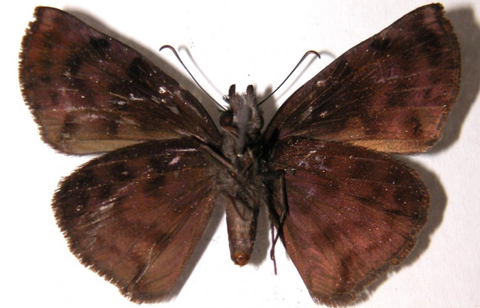 Figura 8. Adulto <i>Ebrietas anacreon</i></i> (Hesperiidae), hembra vista ventral. Voucher 04-SRNP-30931-DHJ91303.jpg.
