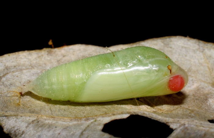 Figura 4. Pupa de <i>Ebrietas anacreon</i></i> (Hesperiidae), posición lateral, Sector Pitilla, Pasmompa. Voucher 06-SRNP-30798-DHJ424987.jpg.
