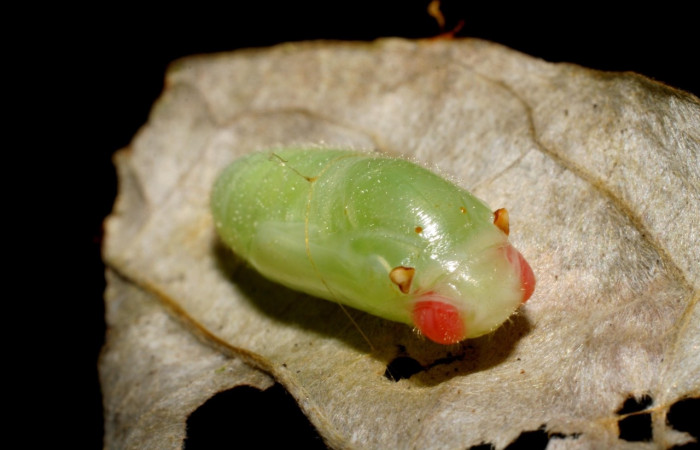 Figura 5. Pupa de <i>Ebrietas anacreon</i></i> (Hesperiidae), posición frontal, Sector Pitilla, Pasmompa. Voucher 06-SRNP-30798-DHJ424989.jpg.