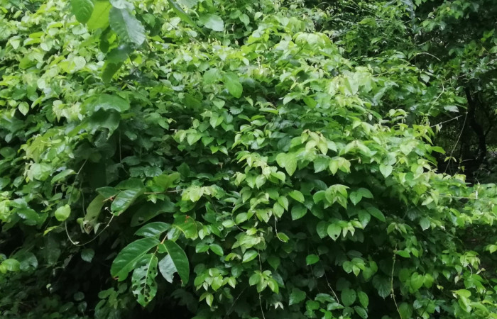 Figura 13. <i>Banisteriopsis muricata</i></i> planta hospedera  de Ebrietas anacreon (Hesperiiidae). Foto Gloria Sihezar. Sector Santa Rosa, 21 junio 2022.