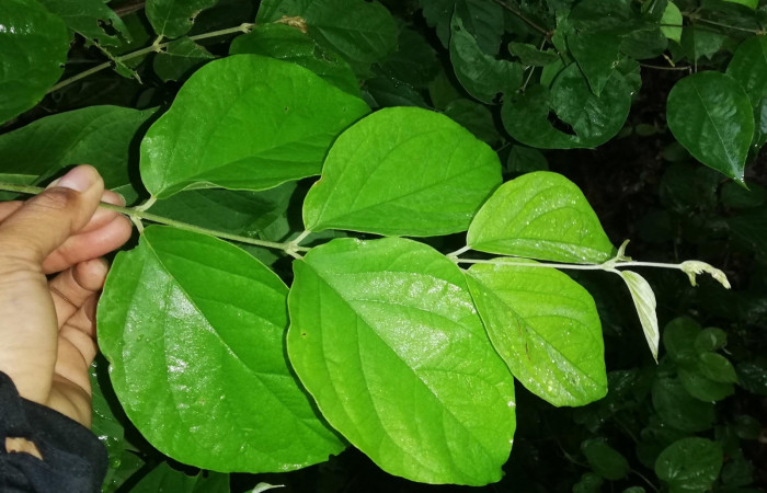 Figura 12. <i>Banisteriopsis muricata</i></i> planta hospedera  de <i>Ebrietas anacreon</i></i> (Hesperiidae). Foto Gloria Sihezar. Parque Nacional Santa Rosa, 21 junio 2022.