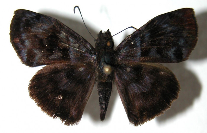 Figura 9. Adulto <i>Ebrietas anacreon</i></i> (Hesperiidae), hembra vista dorsal. Voucher 02-SRNP-28985-DHJ91298.jpg.