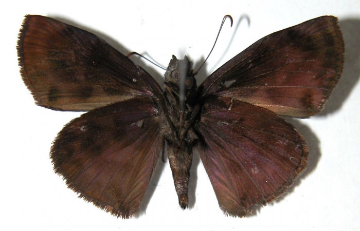 Figura 10. Adulto <i>Ebrietas anacreon</i></i> (Hesperiidae), hembra vista ventral. Voucher 02-SRNP-28985-DHJ91299.jpg.