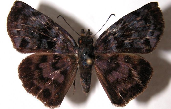 Figura 1. Adulto de <i>Ebrietas anacreon</i></i> (Hesperiiidae), vista dorsal. Voucher 04-SRNP-30931-DHJ91302.jpg.