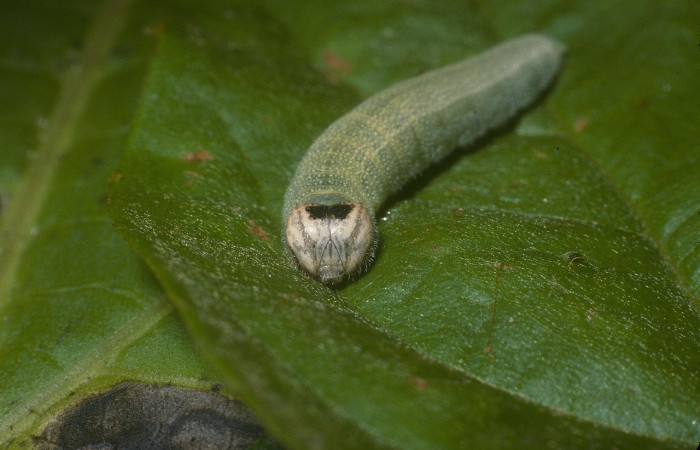 Figura 3. <i>Ebrietas anacreon</i></i> (Hesperiidae), en último, posición frontal, Sector Pitilla, Pasmompa. Voucher 05-SRNP-30566-DHJ88569.jpg.