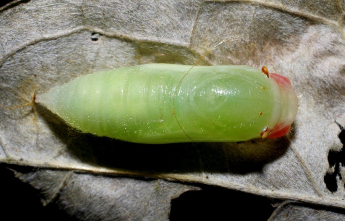 Figura 6. Pupa de <i>Ebrietas anacreon</i></i> (Hesperiidae), posición dorsal, Sector Pitilla, Pasmompa. Voucher 06-SRNP-30798-DHJ424988.jpg.