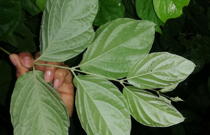 Figura 11. <i>Banisteriopsis muricata</i></i> planta hospedera  de <i>Ebrietas anacreon</i></i> (Hesperiidae). Foto Gloria Sihezar. Parque Nacional Santa Rosa, 21 junio 2022.