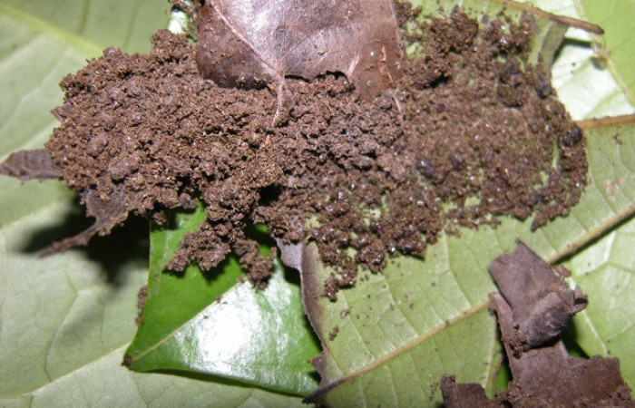   Figura 5. Casita de Stenoma patens familia (Depresaridae) Voucher, 03-SRNP-21897-DHJ91033.