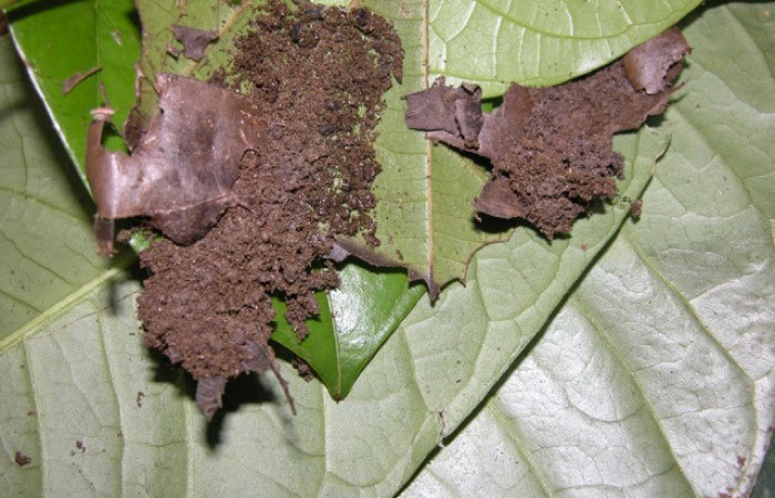 Figura 6. Casita de <i>Stenoma patens</i></i> familia (Depresaridae) Voucher, 03-SRNP-21897-DHJ91034.