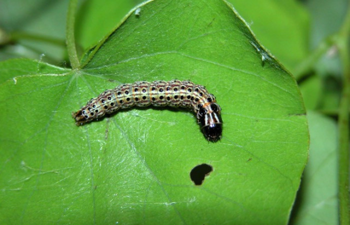   Figura 1. <i>Stenoma patens</i></i> familia (Depresaridae) 
posición dorsal, Voucher,03-SRNP-4825-DHJ400655.