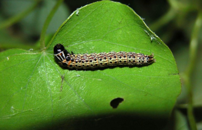   Figura 2.<i>Stenoma patens</i></i> familia (Depresaridae)
posición dorsal, Voucher 03-SRNP-4825-DHJ400657.