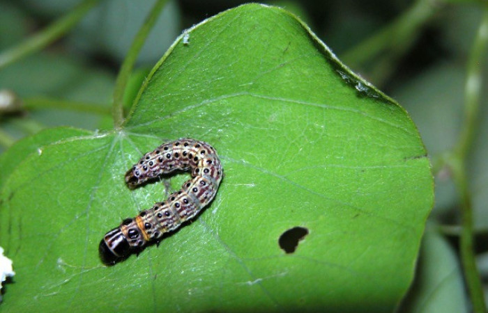   Figura 3.<i>Stenoma patens</i></i> familia (Depresaridae)
posición lateral Voucher 03-SRNP-4825-DHJ400658.