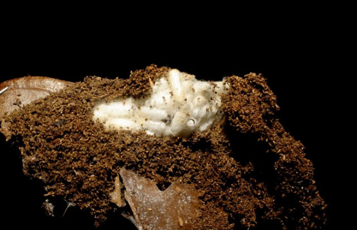 Figura 11.Capullo de parásitos <i>Apanteles juanvictori</i></i>, familia Braconidae, puestos en <i>Stenoma</i></i> patensDHJ03. Voucher 04-SRNP-35043-DHJ415347. 