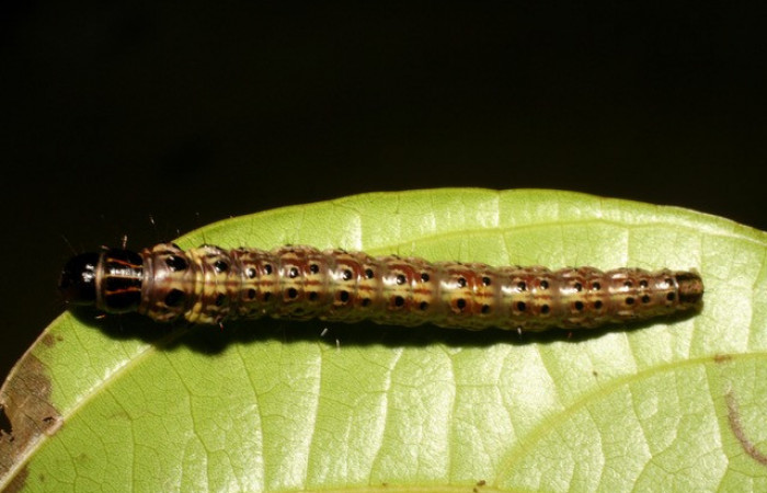   Figura 4.<i>Stenoma patens</i></i> familia (Depresaridae)
posición dorsal, Voucher 06-SRNP-41847-DHJ414496.