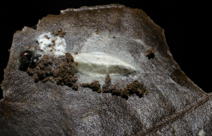 Figura 10.Capullos de parásitos Apanteles Rodriguez117, familia Braconidae, puestos en <i>Stenoma</i></i> patensDHJ04. Voucher 06-SRNP-41968-DHJ425509. 