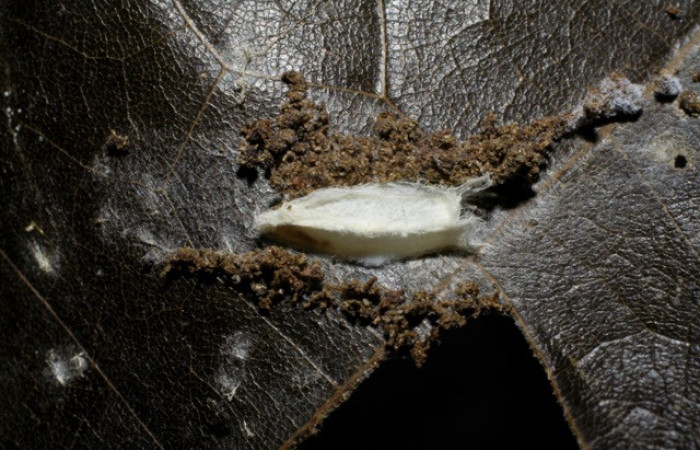 Figura 9. Capullos parásitos Apanteles Rodriguez117, puestos en <i>Stenoma </i></i> patensDHJ04. Voucher 06-SRNP-42119-DHJ425517. 