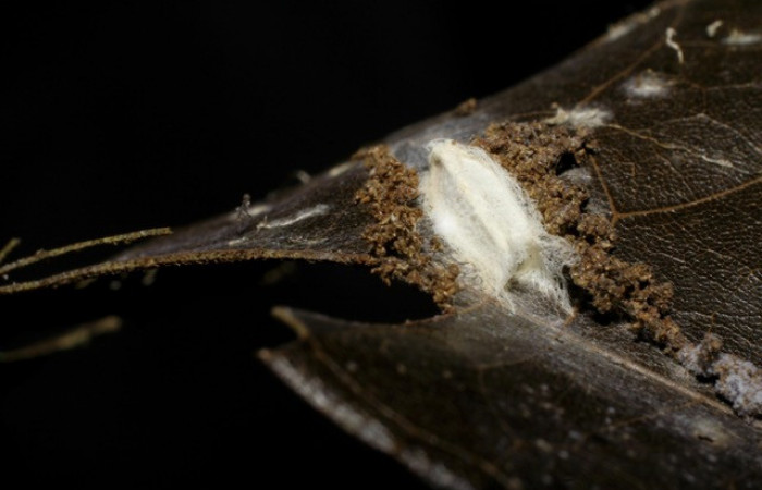 Figura 12.Capullo de parásitos <i>Apanteles</i></i> Rodriguez117, familia Braconidae, puestos en [i
]Stenoma</i> patensDHJ04. Voucher 06-SRNP-42119-DHJ425519. 