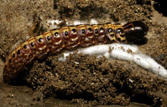 Figura 7.Capullos de parásitos puestos en <i>Stenoma patens</i></i>, Apanteles see description, familia (Braconidae) 
posición dorsal. Voucher, 08-SRNP-40948-DHJ442166. foto en Estación Caribe el 4/27/2008
