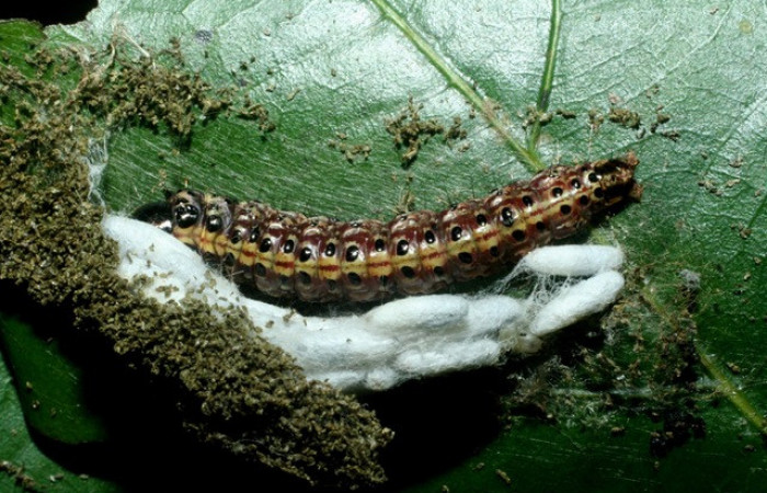 Figura 8. Capullos de parásitos puestos en <i>Stenoma patens</i></i>, <i>Apanteles juanvictori</i></i>, familia Braconidae,en posición dorsal, Voucher, 09-SRNP-70703-DHJ457491. 