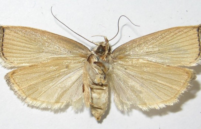 Figura 13. Posición dorsal de <i>Stenoma patens</i></i>, familia (Depressariidae). Voucher 10-SRNP-5726-DHJ531972.