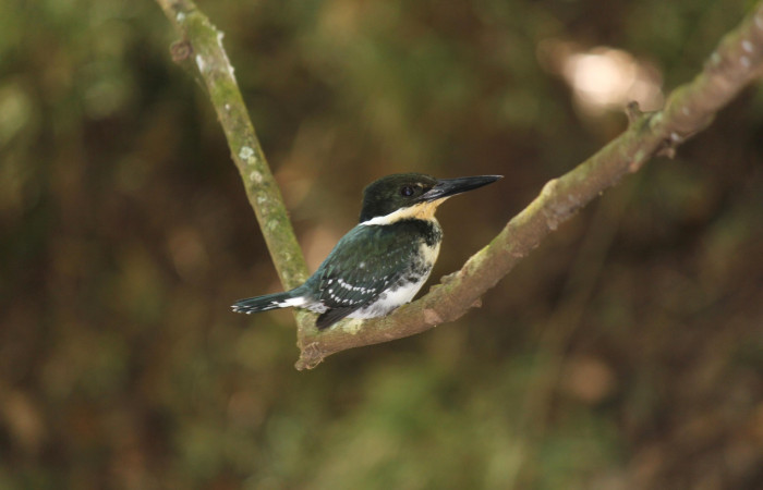 Fig. 1 Green Kingfisher Martín Pescador Verde <i>Chloroceryle americana</i></i> (Alcedinidae); hembra perchada arriba del cauce de una Quebrada. Estación Biológica Los Almendros, Sector El Hacha ACG; 05 de marzo 2021, Foto: Roster Moraga