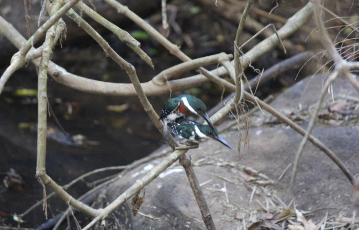 Fig. 2 Green Kingfisher Martín Pescador Verde <i>Chloroceryle americana</i></i> (Alcedinidae); macho y hembra copulando arriba del cauce de una quebrada. Estación Biológica Los Almendros Sector El Hacha ACG; 22 de marzo 2022, Foto: Roster Moraga