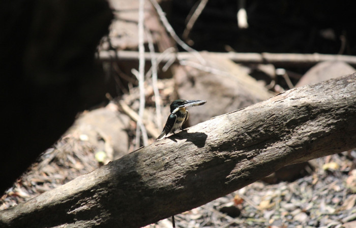 Fig. 3 Green Kingfisher Martín Pescador Verde <i>Chloroceryle americana</i></i> (Alcedinidae); hembra llevando alimento a sus pichones; Quebrada Estación Biológica Los Almendros, Sector El Hacha ACG; 28 de abril 2022, Foto: Roster Moraga