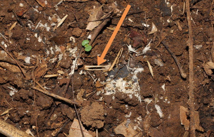 Fig. 4 Residuos fecales del alimento que recibían los pichones en su nido; entre ellos el huesito de una rana (tarso); Quebrada Estación Biológica Los Almendros, Sector El Hacha ACG; 03 de mayo 2022, Foto: Roster Moraga