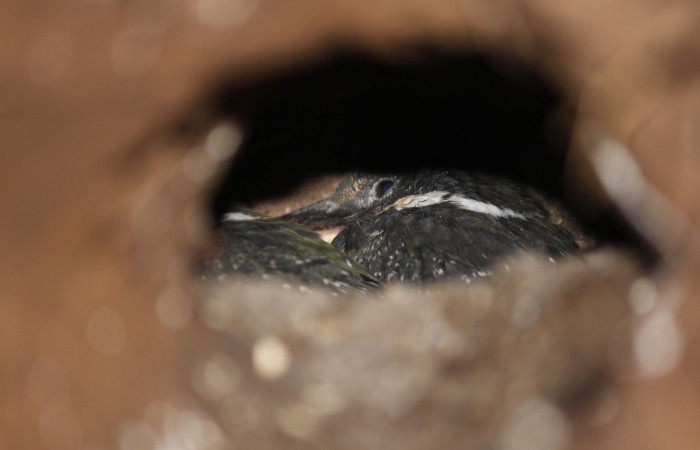 Fig. 5 Green Kingfisher Martín Pescador Verde <i>Chloroceryle americana</i></i> (Alcedinidae); nido con dos pichones; Quebrada Estación Biológica Los Almendros, Sector El Hacha ACG; 09 de mayo 2022, Foto: Roster Moraga