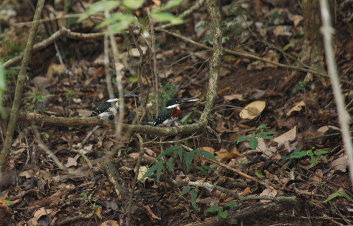 Fig. 6 Green Kingfisher Martín Pescador Verde <i>Chloroceryle americana</i></i> (Alcedinidae); adulto negando el alimento a uno de los pichones, para obligarlo a volar; Quebrada Estación Biológica Los Almendros, Sector El Hacha ACG; 10 de mayo 2022, Foto: Roster Moraga