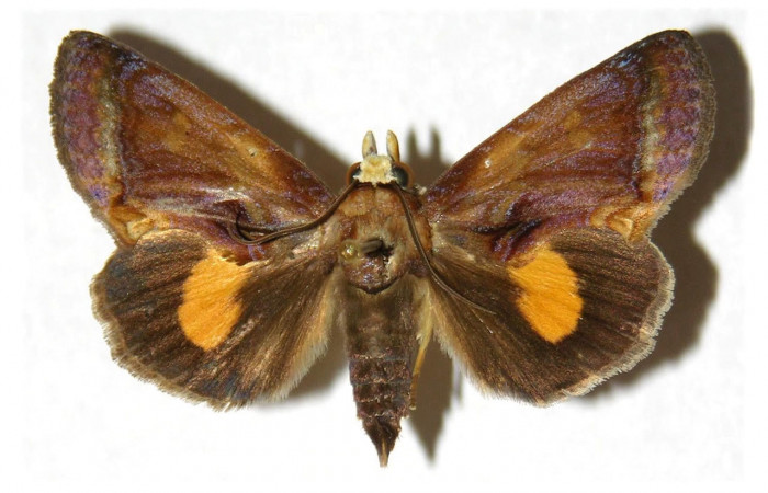 Fig.1. Adulto de <i>Gonodonta nitidimacula</i></i>. En vista dorsal. Voucher : 02-SRNP-15218-DHJ312672.jpg.