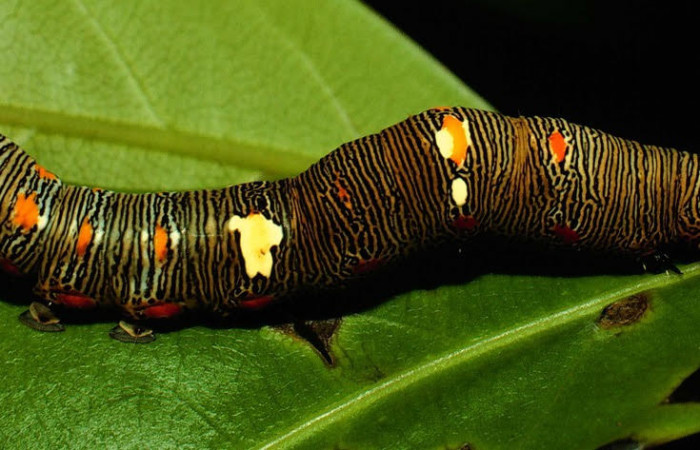 Fig.11. Larva de <i>Gonodonta bidens</i></i>, en último estadio. Voucher : 93-SRNP-2870-DHJ26781.jpg.