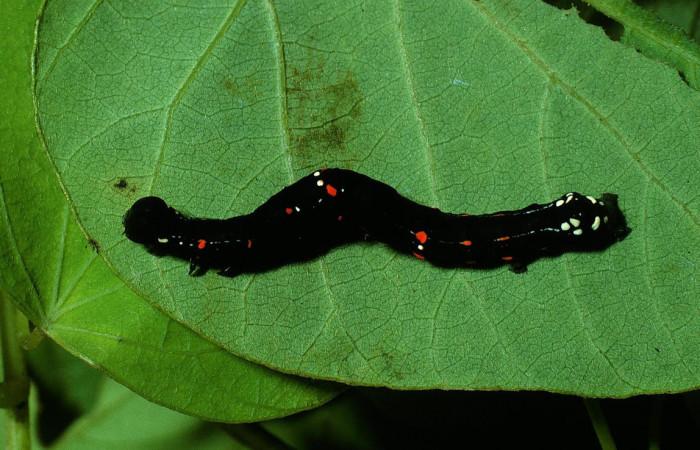 Fig.12. Larva de <i>Gonodonta sicheas</i></i>, en penúltimo estadio de 27 mm de longitud. Voucher :  03-SRNP-20538-DHJ77418.jpg.