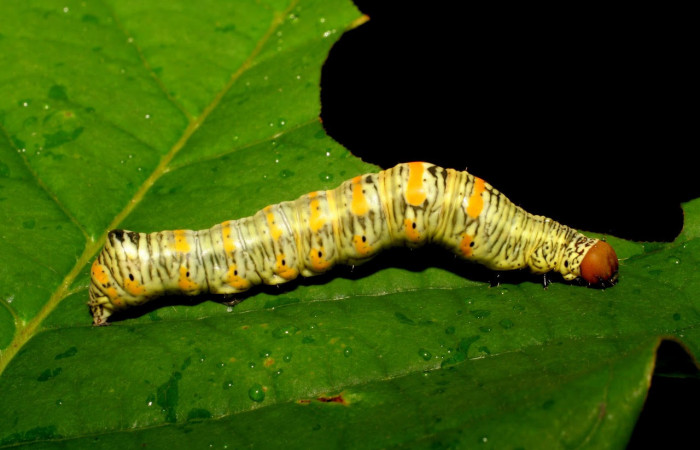 Fig.13. Larva de <i>Gonodonta pyrgo</i></i>, en último estadio de 38mm de longitud. Voucher :06-SRNP-17310-DHJ411565.jpg.