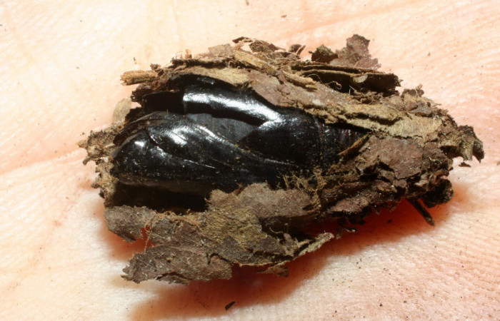 Fig.18. Mostrando capullo de <i>Gonodonta holosericea</i></i>. Y pupario de tachinidea. Voucher : 07-SRNP-35827-DHJ461813.jpg.