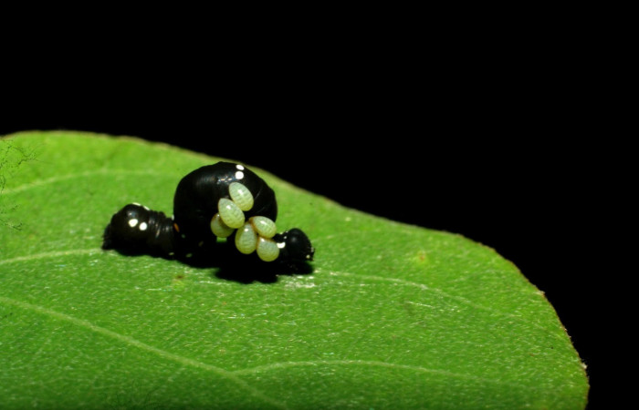 Fig.19. Muestra larvitas de  familia Eulophidae, parásito en larva de <i>Gonodonta sinaldus</i></i>. Voucher : 07-SRNP-33589-DHJ434275.jpg.