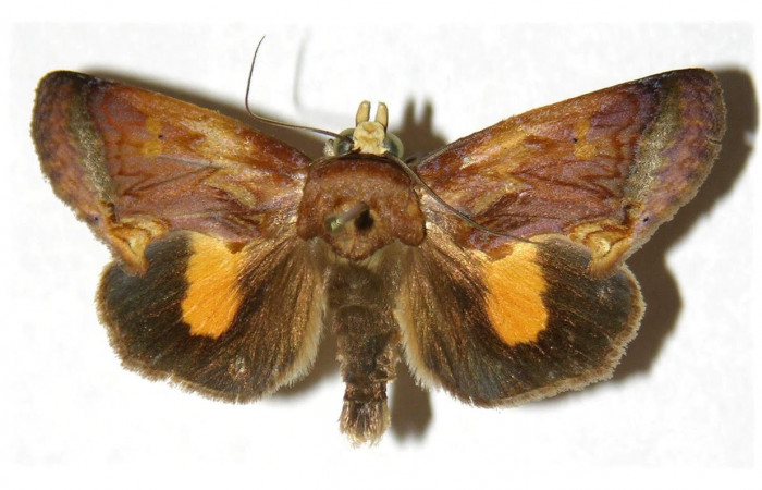 Fig.2. Adulto de <i>Gonodonta nitidimacula</i></i>. Vista ventral. Voucher : 02-SRNP-24190-DHJ312666.jpg.