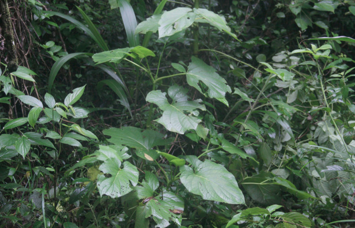 Fig.24. Planta de <i>Piper auritum</i></i> (Piperaceae), planta hospedera del género <i>Gonodonta</i></i>.