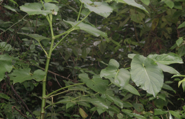 Fig.25. Planta de <i>Piper auritum</i></i> (Piperaceae), planta hospedera del género <i>Gonodonta</i></i>.