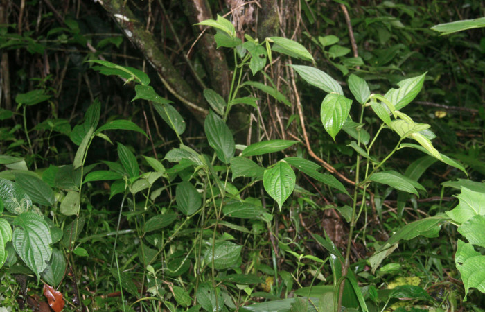Fig.26. Planta de <i>Piper aduncum</i></i> (Piperaceae), planta hospedera del género <i>Gonodonta</i></i>.