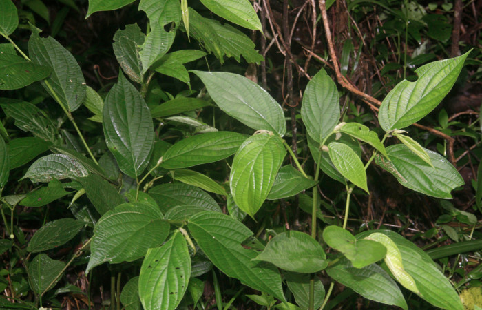Fig.27. Planta de <i>Piper aduncum</i></i> (Piperaceae), planta hospedera del género <i>Gonodonta</i></i>.