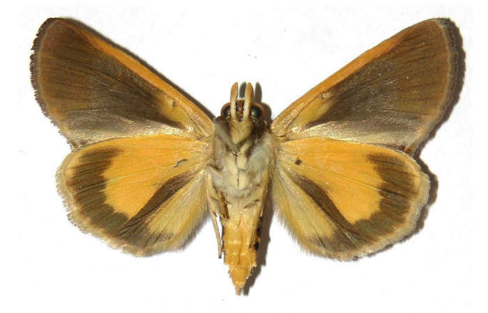 Fig.3. Adulto de <i>Gonodonta nitidimacula</i></i>.  En posición dorsal. Voucher : 02-SRNP-15218-DHJ312673.jpg.